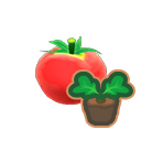 Medium tomato sprout