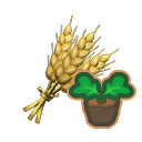 Medium wheat sprout