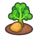 Ripe potato plant