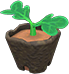 Seed potato