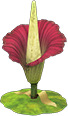 Titan arum