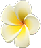 White plumeria hairpin