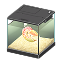 Chambered Nautilus