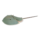 Horseshoe Crab
