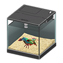 Mantis Shrimp