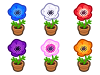 All Windflower Plant