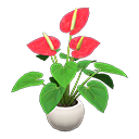 Anthurium Plant White