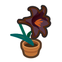 Black-lily Plant