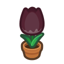 Black-tulip Plant