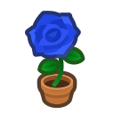 Blue-rose Plant
