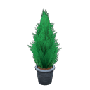 Cypress Plant Black