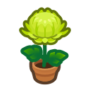 Green-mum Plant