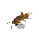 Mole Cricket Model