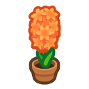 Orange-hyacinth Plant