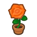 Orange-rose Plant