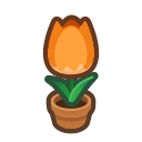 Orange-tulip Plant