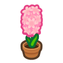 Pink-hyacinth Plant