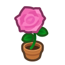 Pink-rose Plant