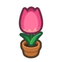 Pink-tulip Plant