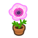 Pink-windflower Plant