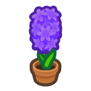 Purple-hyacinth Plant