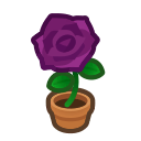 Purple-rose Plant