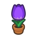 Purple-tulip Plant