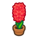 Red-hyacinth Plant