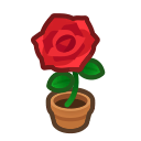 Red-rose Plant