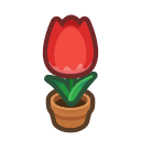 Red-tulip Plant