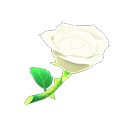 White Roses