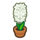 White-hyacinth Plant