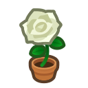 White-rose Plant