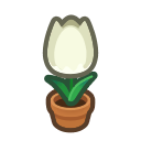 White-tulip Plant