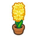 Yellow-hyacinth Plant
