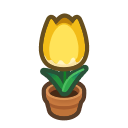 Yellow-tulip Plant