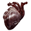 Bear Heart