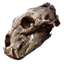 Bear Skull