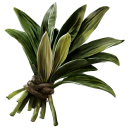 Dracaena Herb