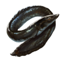 Gangrenous Eel