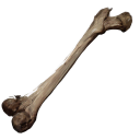 Human Bone