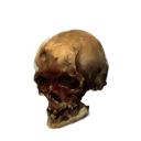 Medium Skull