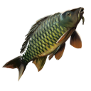 Raw Carp