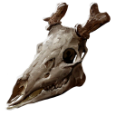 Stag Skull