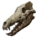 Wolf Skull