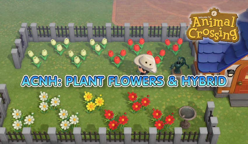 ACNH Crossbreed flowers and grow flowers